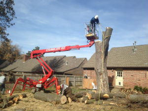 5844 E. 58th:Dying Maple Tree Removal