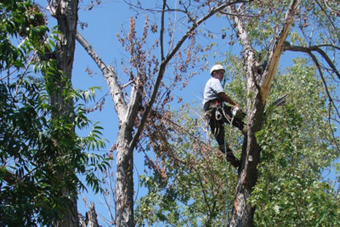 tree trimming tulsa tree removal protect your tulsa home by trimming trees rickert landscaping tree trimming tulsa tree removal protect your tulsa home by trimming trees rickert landscaping